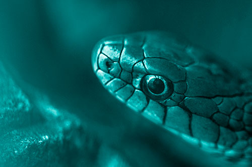 Scared Garter Snake Makes Appearance (Cyan Shade Photo)