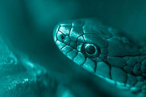Scared Garter Snake Makes Appearance (Cyan Shade)