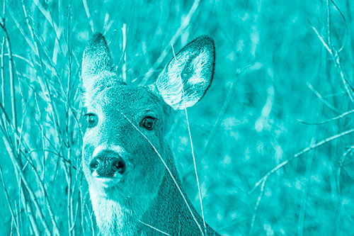 Scared White Tailed Deer Among Branches (Cyan Shade Photo)