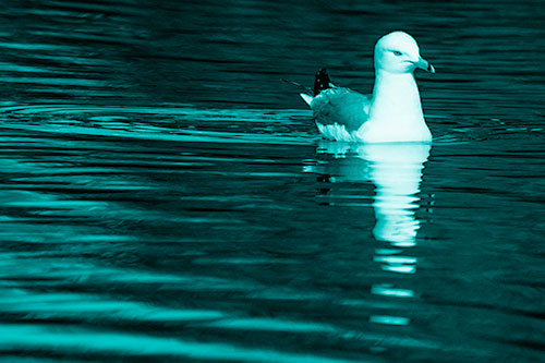 Seagull Floating Among Illuminated Rippling Water (Cyan Shade)
