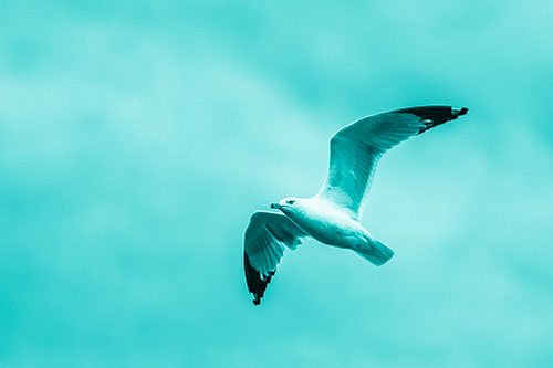 Seagull Flying Among Cloudy Overcast Sky (Cyan Shade)
