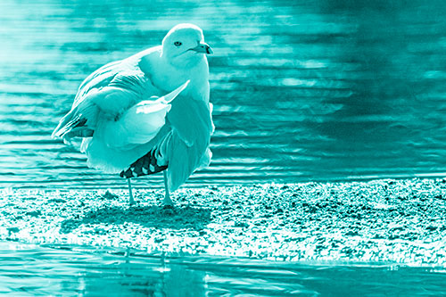 Seagull Grooming Itself Among Lake Shore (Cyan Shade)
