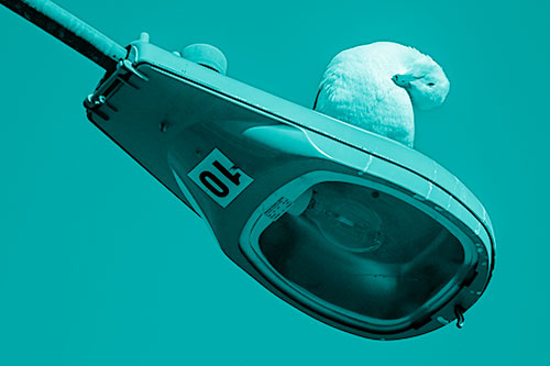 Seagull Grooming Self Atop Street Light Pole (Cyan Shade)