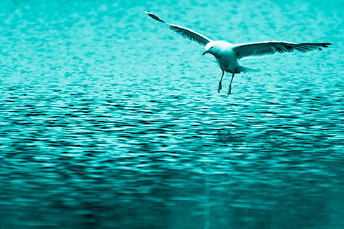 Seagull Landing On Lake Water (Cyan Shade Photo)