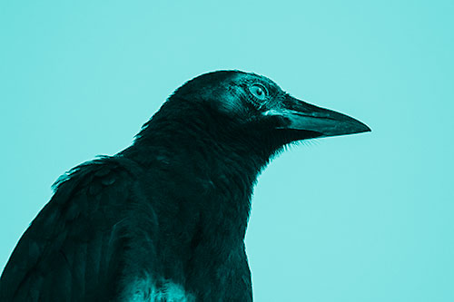 Shaded Crow Gazing Towards Sunlight (Cyan Shade)