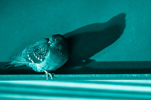 Shadow Casting Pigeon Looking Towards Light (Cyan Shade Photo)