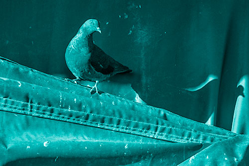 Shadow Casting Pigeon Perched Along Dirty Sloping Tarp (Cyan Shade)