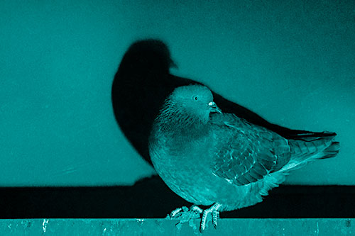 Shadow Casting Pigeon Perched Among Steel Beam (Cyan Shade Photo)