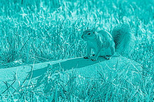 Shadow Casting Squirrel Sitting Atop Concrete Drain (Cyan Shade)