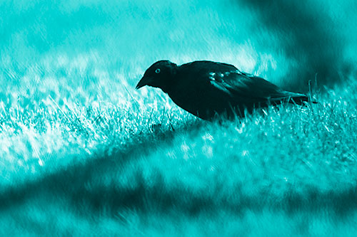 Shadow Standing Grackle Bird Leaning Forward On Grass (Cyan Shade Photo)