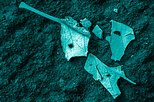 Shattered Leaf Face Separating Atop Pavement (Cyan Shade)