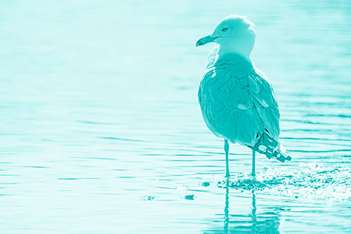Shore Standing Seagull Watches Across Lake (Cyan Shade)
