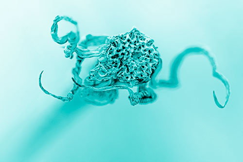 Shriveled Decaying Gumplant Dying Among Cold (Cyan Shade)
