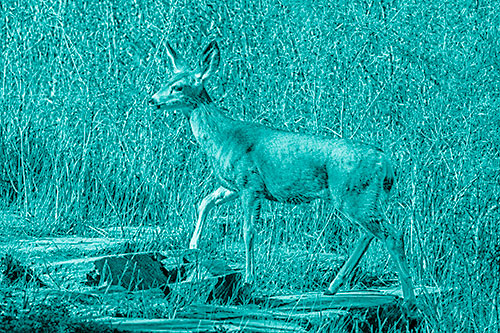 Side Glancing Mule Deer Walking Up Stepping Stones (Cyan Shade)