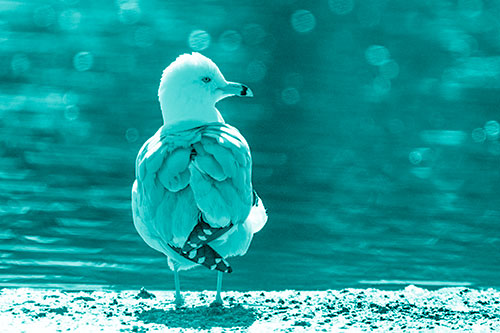Sideways Glancing Seagull Observing Lake Surroundings (Cyan Shade)