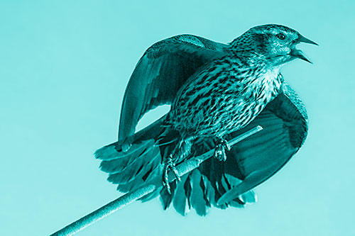 Singing Female Red Winged Blackbird Gripping Broken Cattail (Cyan Shade)