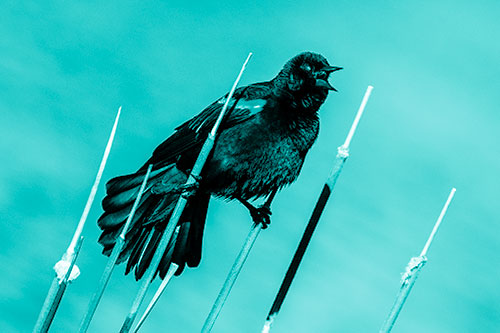 Singing Red Winged Blackbird Gripping Ahold Between Leaning Cattail Branches (Cyan Shade)