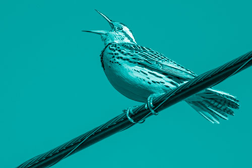 Singing Western Meadowlark Perched Atop Powerline Wire (Cyan Shade Photo)