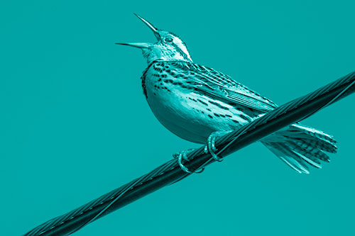 Singing Western Meadowlark Perched Atop Powerline Wire (Cyan Shade)