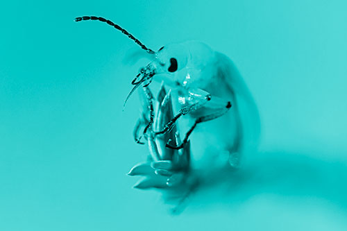Sitting Blister Beetle Riding Plant Top (Cyan Shade)