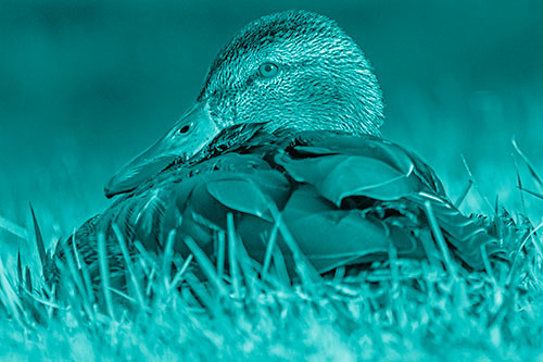 Sitting Mallard Duck Resting Among Grass (Cyan Shade Photo)