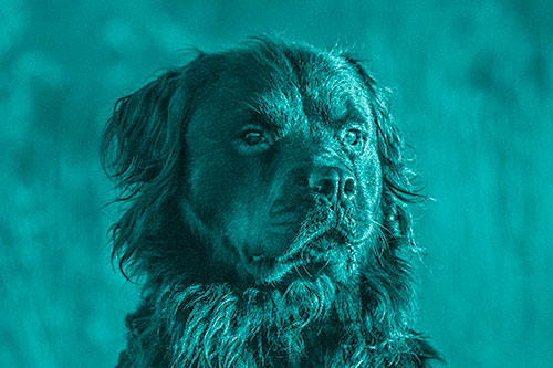 Sitting Rottweiler Dog Poses Among Sunrise (Cyan Shade)