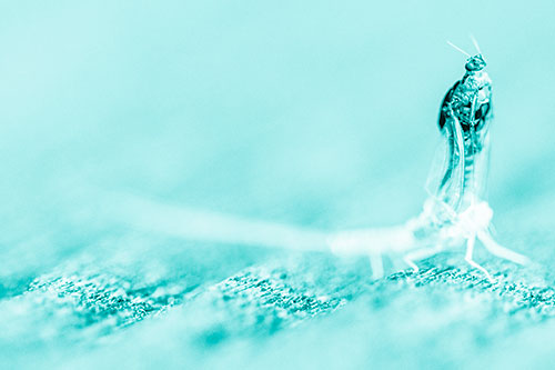 Skin Shedding Mayfly Rises Upwards (Cyan Shade)