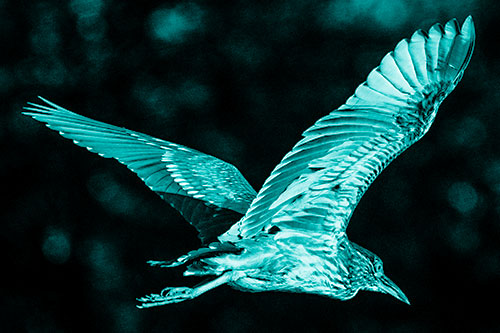 Skittish Black Crowned Night Heron Flying Towards Seclusion (Cyan Shade)
