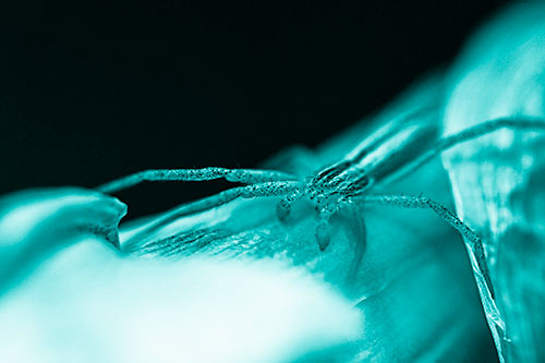 Slender Crab Spider Sprawled Out Among Plant (Cyan Shade)