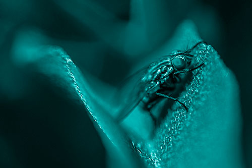 Sloping Cluster Fly Hangs Onto Leaf Petal (Cyan Shade)