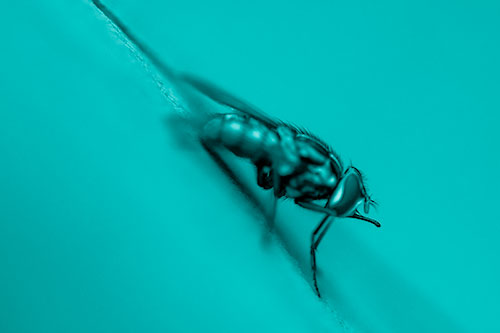 Sloping Perched Cluster Fly Cleaning Itself (Cyan Shade)