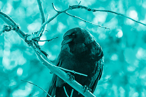 Sloping Perched Crow Glancing Downward Atop Tree Branch (Cyan Shade Photo)