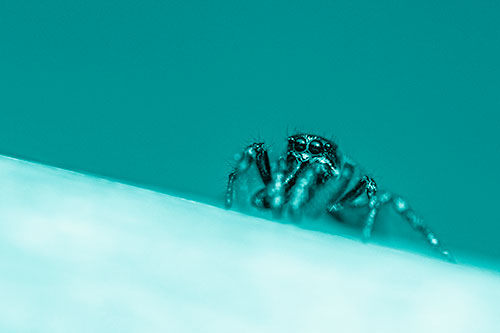 Sloping Perched Jumping Spider Watches Closely (Cyan Shade)