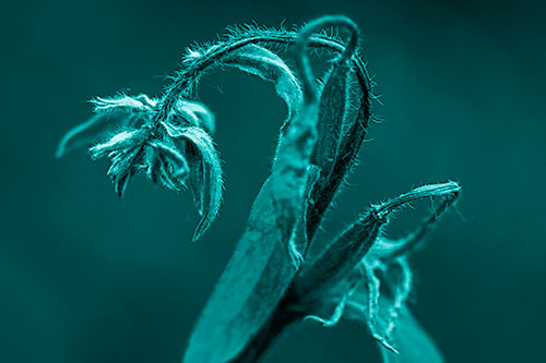 Slouching Hairy Stemmed Weed Plant (Cyan Shade Photo)