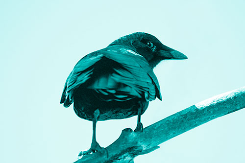 Sly Eyed Crow Glances Backward Among Tree Branch (Cyan Shade Photo)