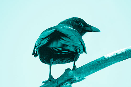 Sly Eyed Crow Glances Backward Among Tree Branch (Cyan Shade)