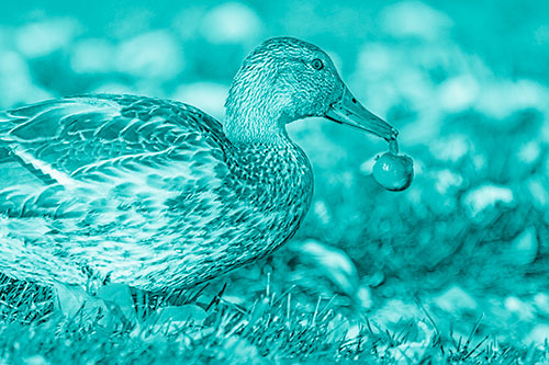 Smiling Mallard Duck Carries Cherry Across Grass (Cyan Shade)