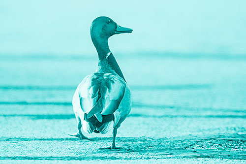 Smiling Mallard Duck Walking Down Sidewalk (Cyan Shade Photo)