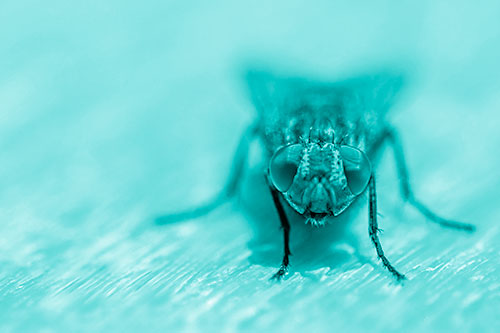Smirking Open Mouthed Cluster Fly Watching Closely (Cyan Shade)