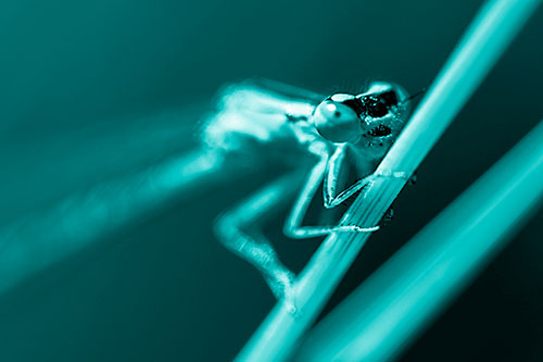 Snarling Damselfly Hangs Onto Grass Blade (Cyan Shade)
