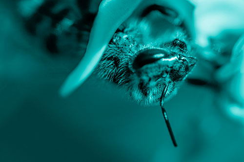 Snarling Honey Bee Clinging Flower Petal (Cyan Shade Photo)