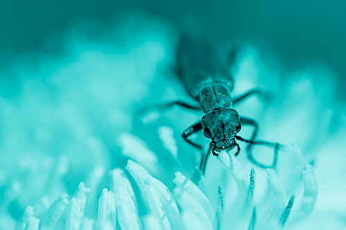 Snarling Oedemera Beetle Eating Dandelion Pollen (Cyan Shade)