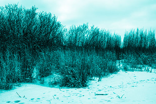 Snow Covered Tall Grass Surrounding Trees (Cyan Shade Photo)