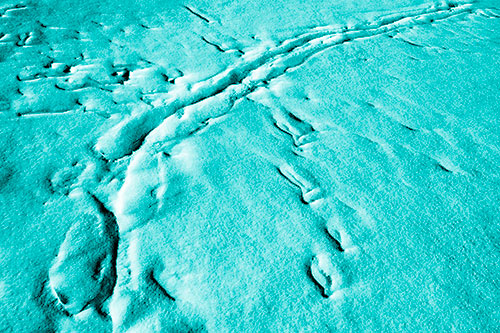 Snow Drifts Cover Footprint Trails (Cyan Shade Photo)