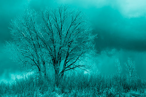 Snowstorm Clouds Beyond Dead Leafless Trees (Cyan Shade Photo)