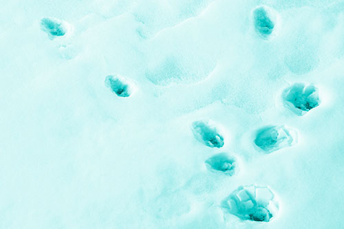 Snowy Animal Footprints Changing Direction (Cyan Shade Photo)