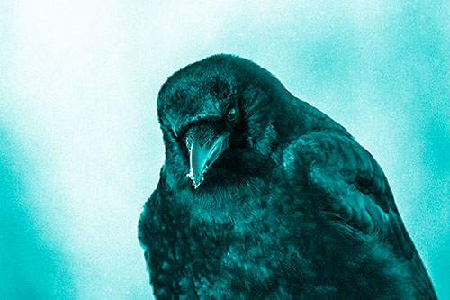 Snowy Beaked Crow Hunched Over (Cyan Shade Photo)