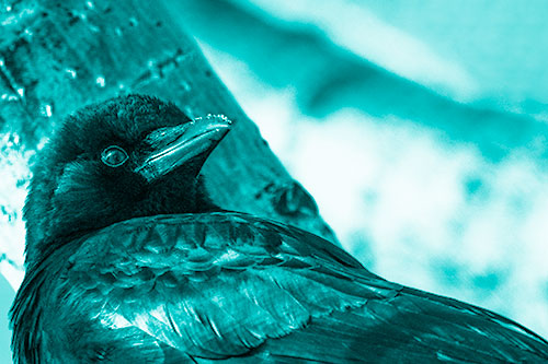Snowy Beaked Crow Staring Off Into Distance (Cyan Shade Photo)