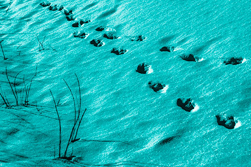 Snowy Footprints Along Dead Branches (Cyan Shade Photo)