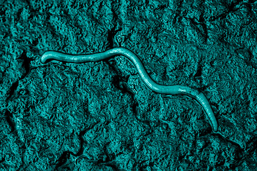 Soaked Earthworm Wiggles Across Wet Pavement (Cyan Shade)